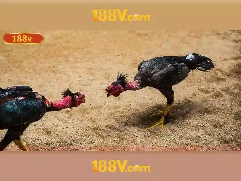 Kết luận và lời khuyên rút tiền